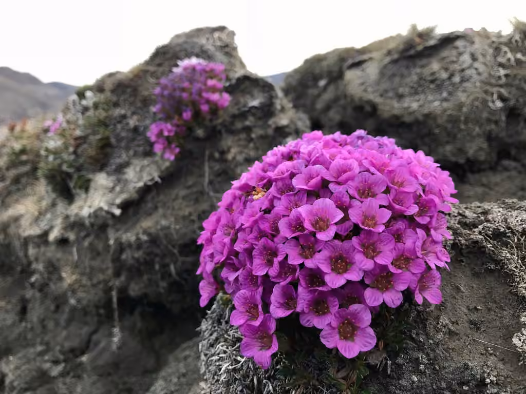 Saxifrage à feuilles opposées, En fleurs
