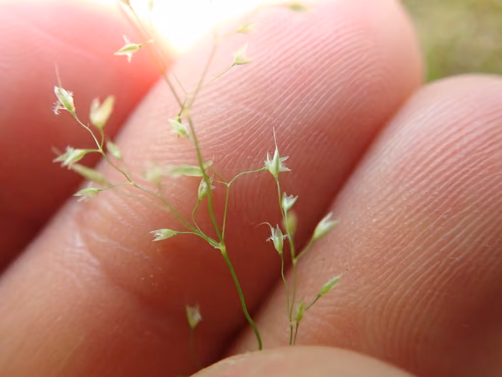 Velvet bent, In flower
