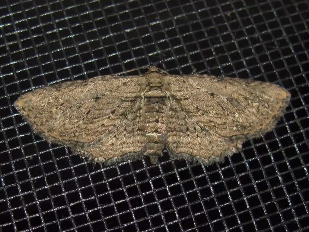 Brown Bark Carpet Moth, photo 3 sur 5