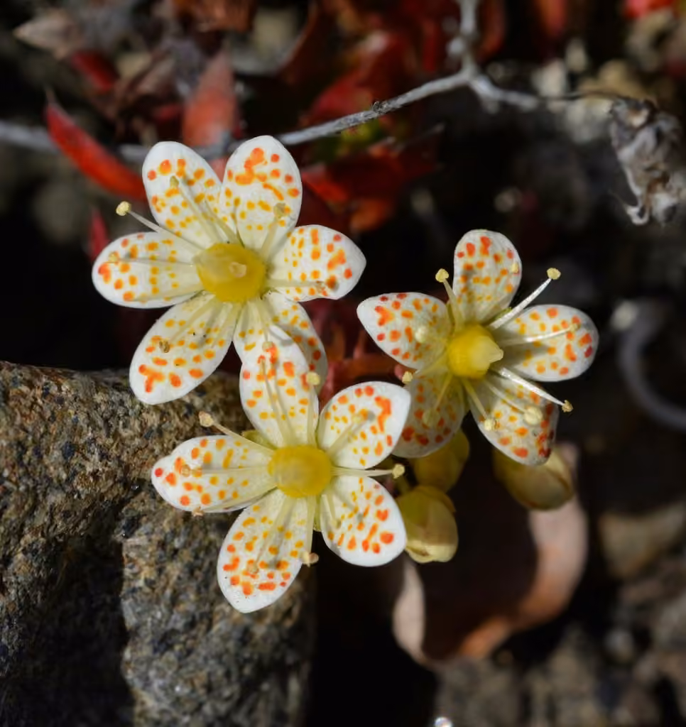 Saxifrage à trois dents, En fleurs