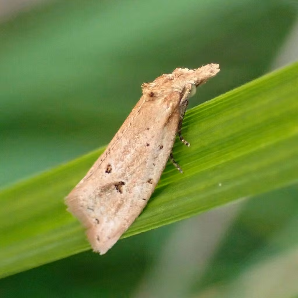 Two-spotted Aethes, Adult