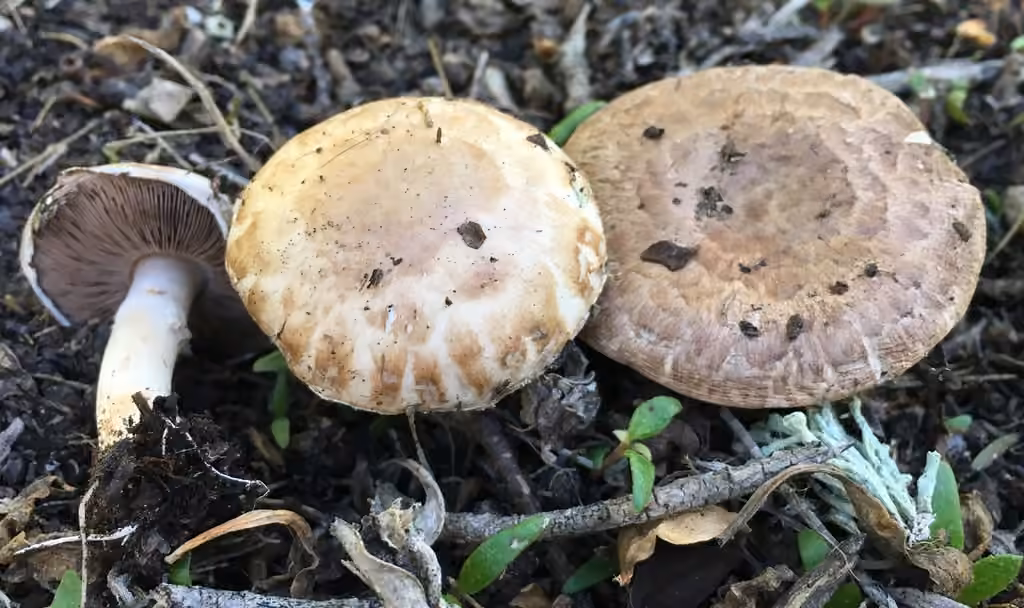 Cultivated Mushroom, photo 1 of 5