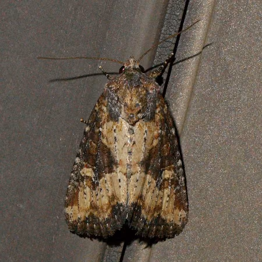 Broken-lined Brocade Moth, photo 3 of 5