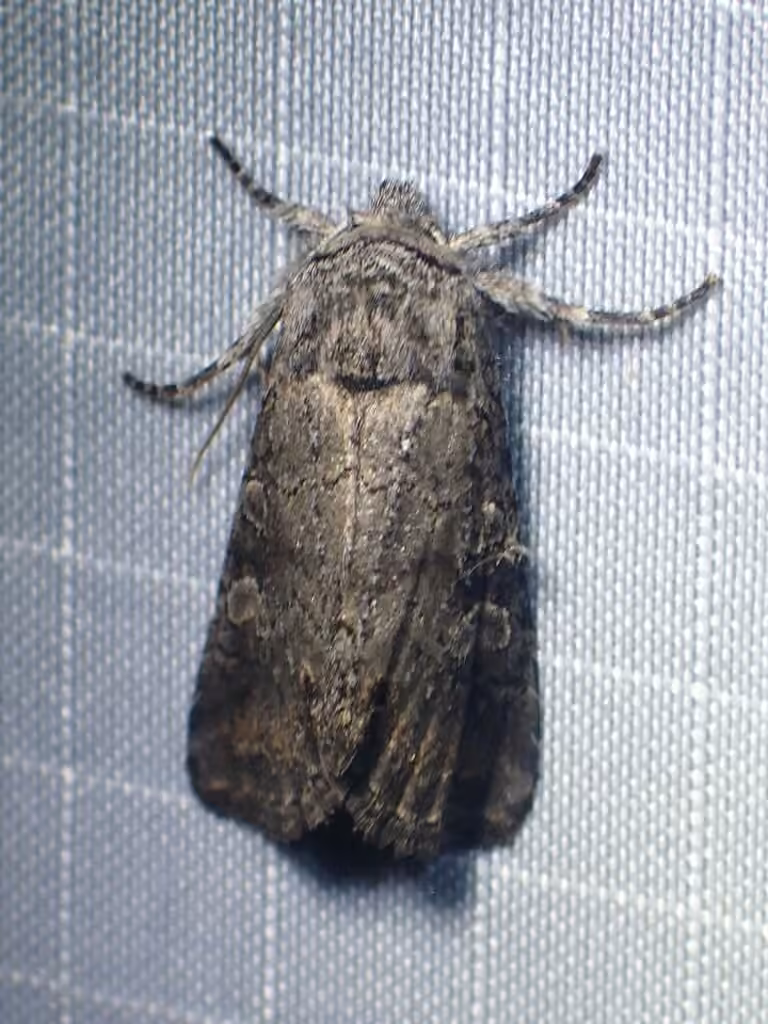 Mouse-gray Sallow, Adulte