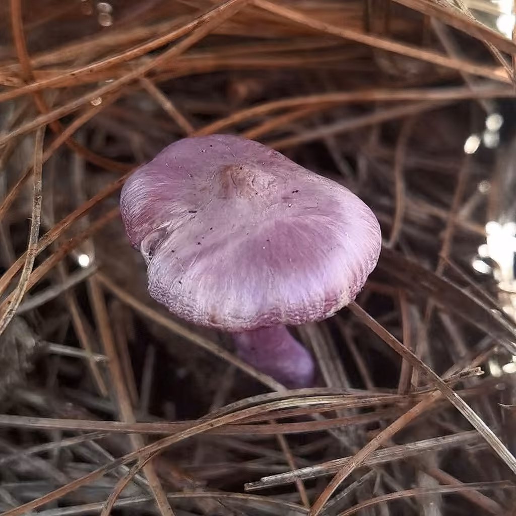 Lilac Fibrecap, photo 2 of 5