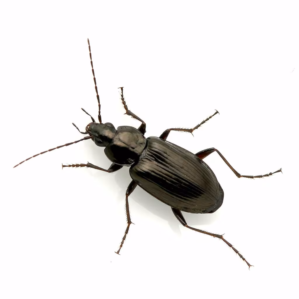 Melanistic harp ground beetle, photo 1 of 5