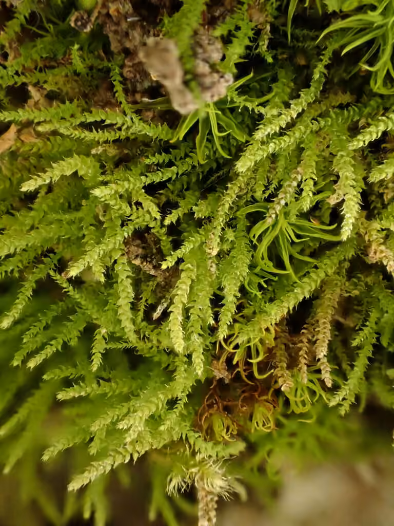 Myurelle dentée