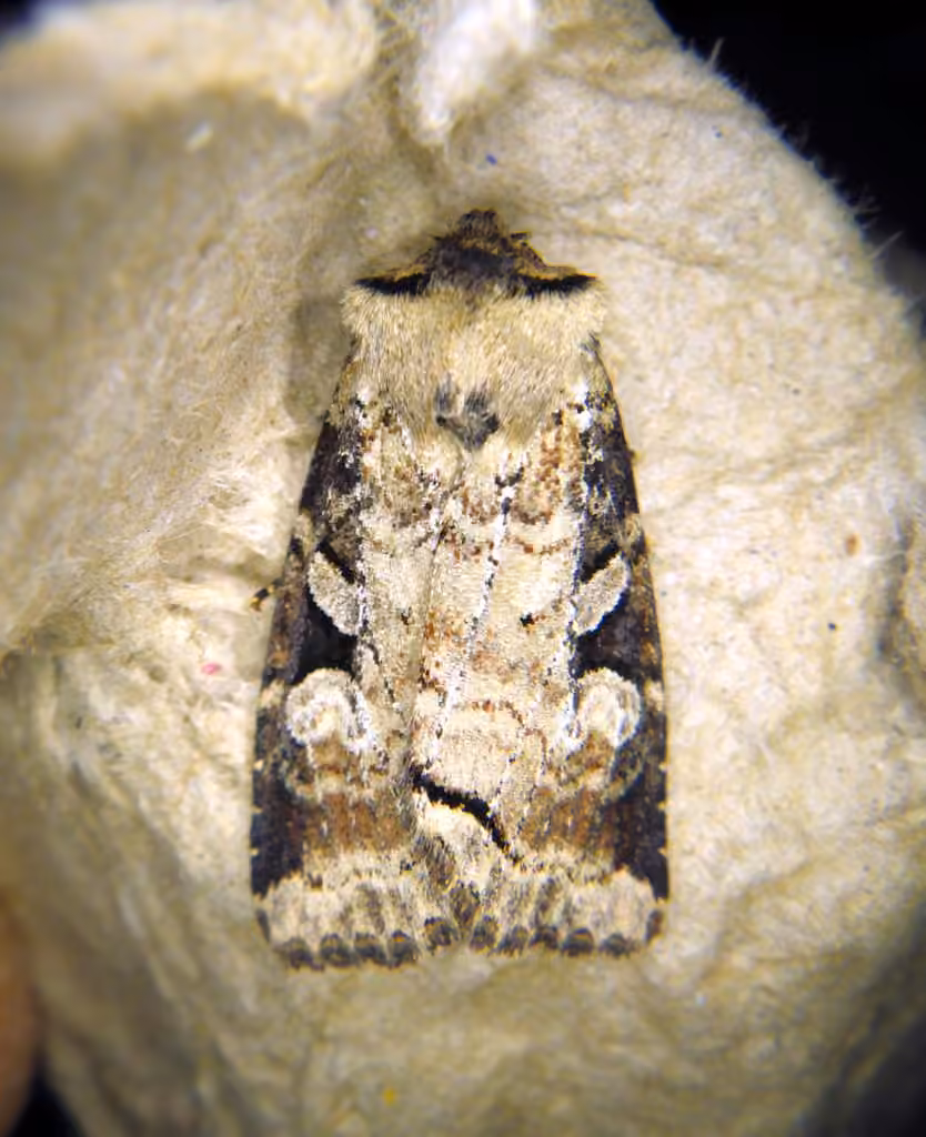 Iris Rover Moth, Adult
