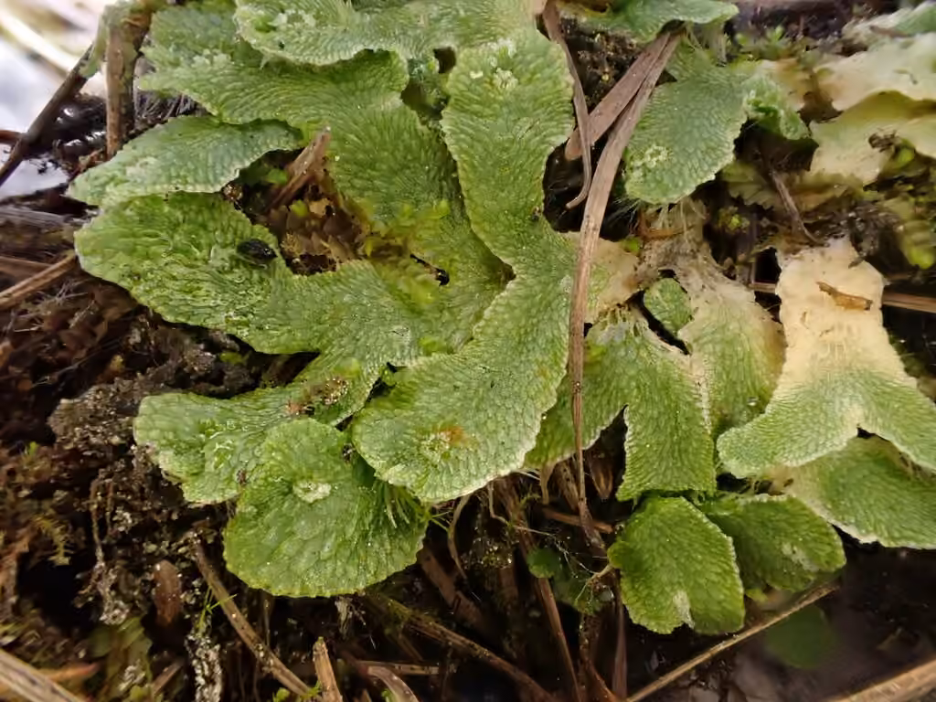 Sautérie alpine, photo 1 sur 5