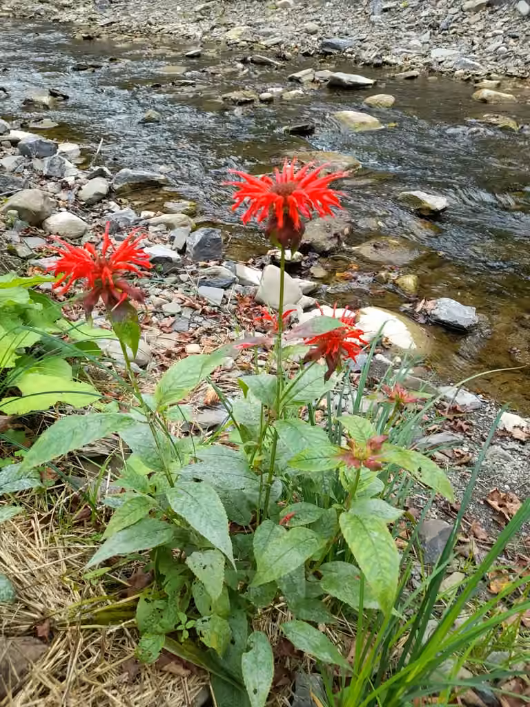 Monarde écarlate, En fleurs