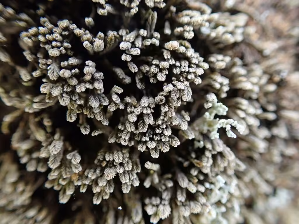 White Frostwort, photo 1 of 5