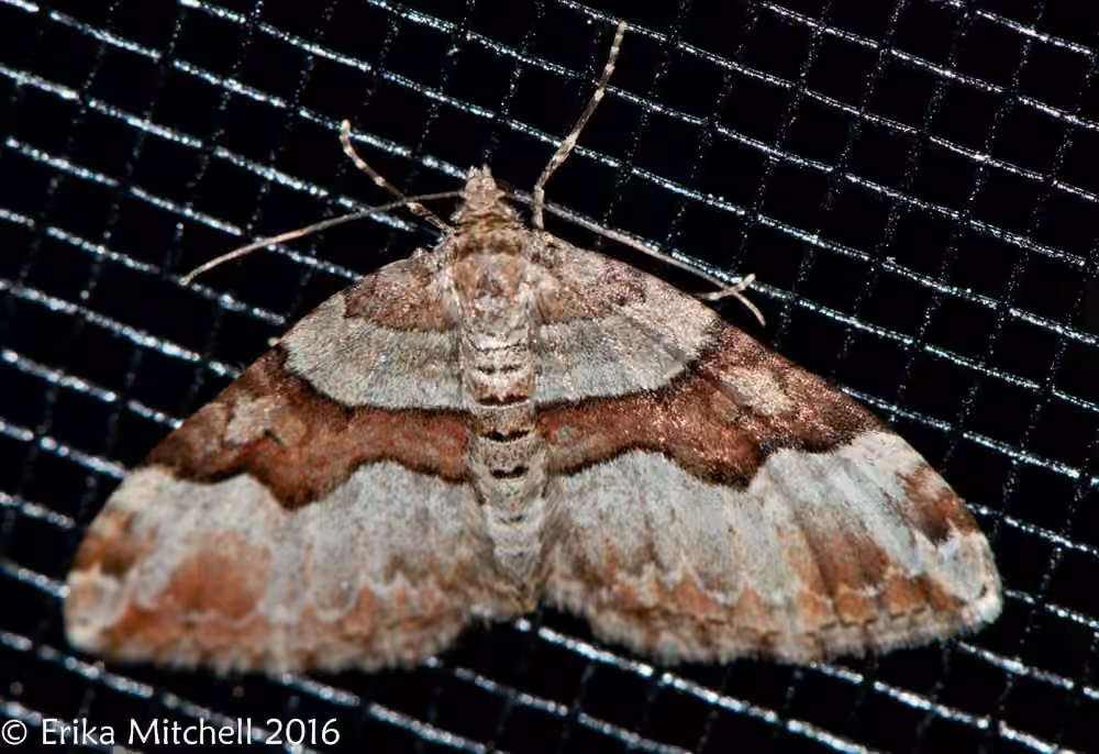 Toothed Brown Carpet, photo 2 sur 5