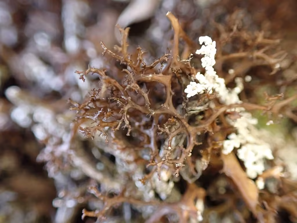 Spiny Heath Lichen, photo 2 of 5