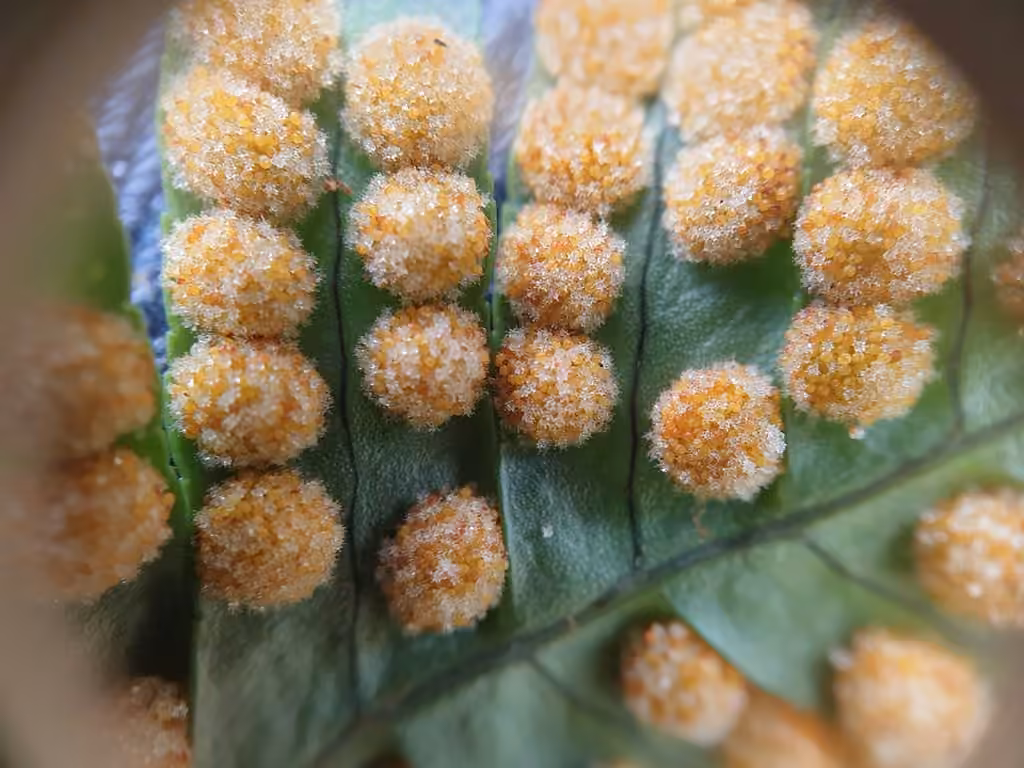 Polypode des Appalaches