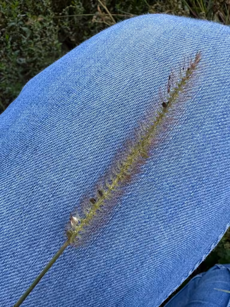 Yellow bristlegrass, In fruit