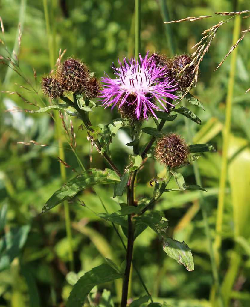 Wig knapweed, photo 1 of 5