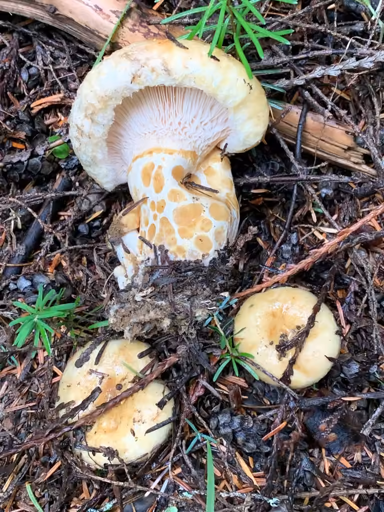Lactaire à fossettes, photo 3 sur 5