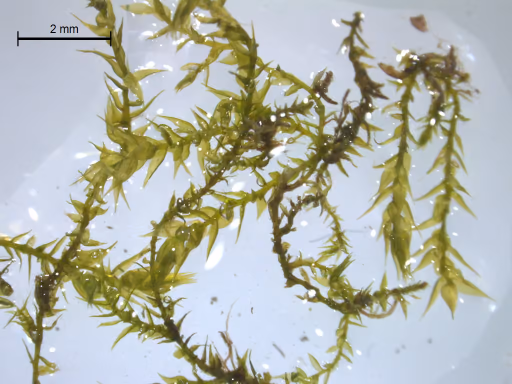 Acuminate brachythecium moss, photo 3 of 5