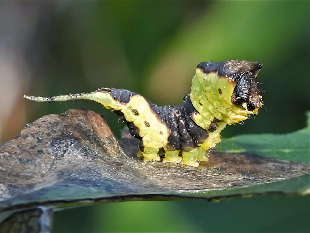 Modest Furcula Moth, Caterpillar