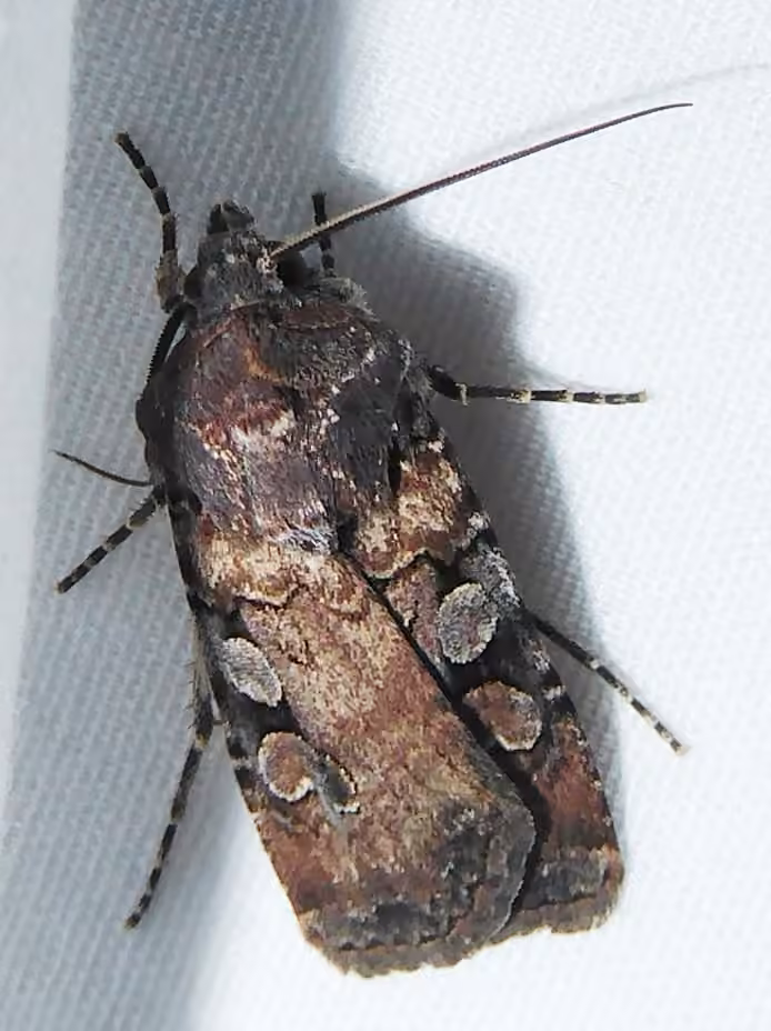 White-striped Dart, Adult