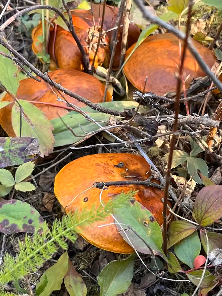 Larch Suillus, photo 3 of 5