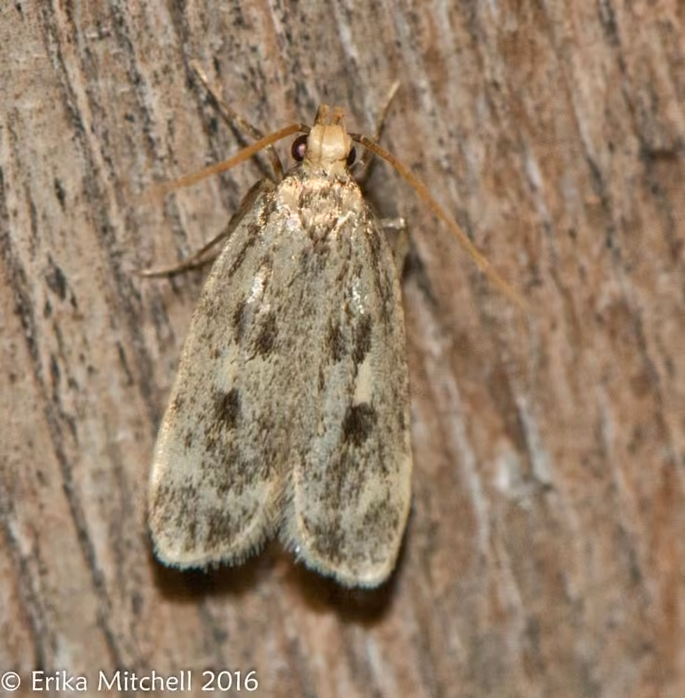 Square-spotted Martyringa Moth, photo 3 of 5