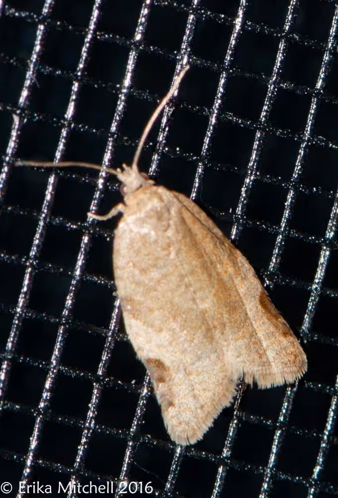 Greenish Apple Moth, photo 2 of 5