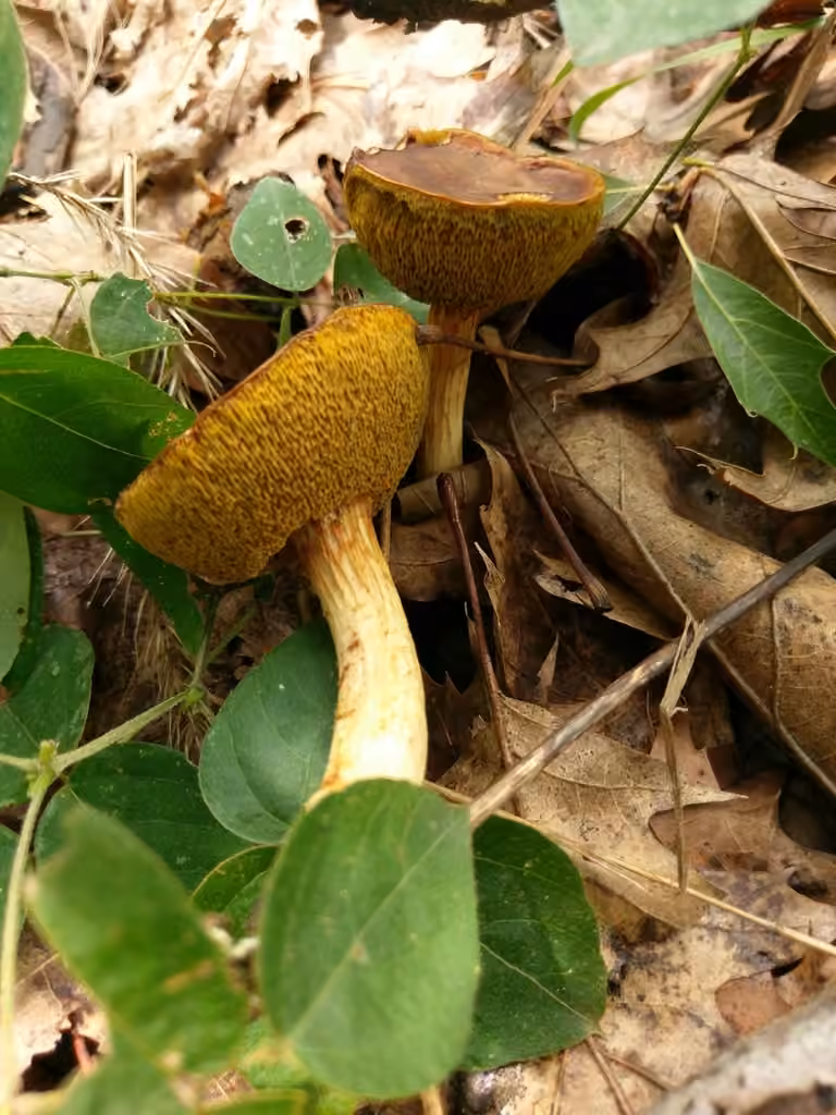 Xerocomus tenax, photo 3 of 5