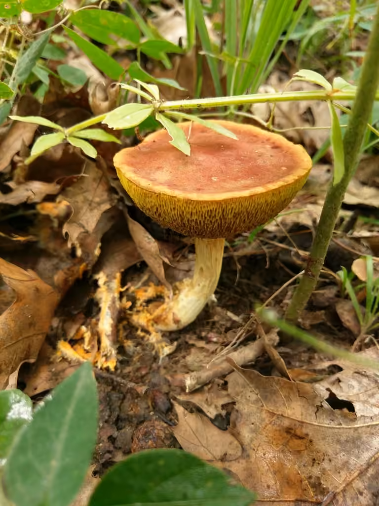 Xerocomus tenax, photo 1 of 5