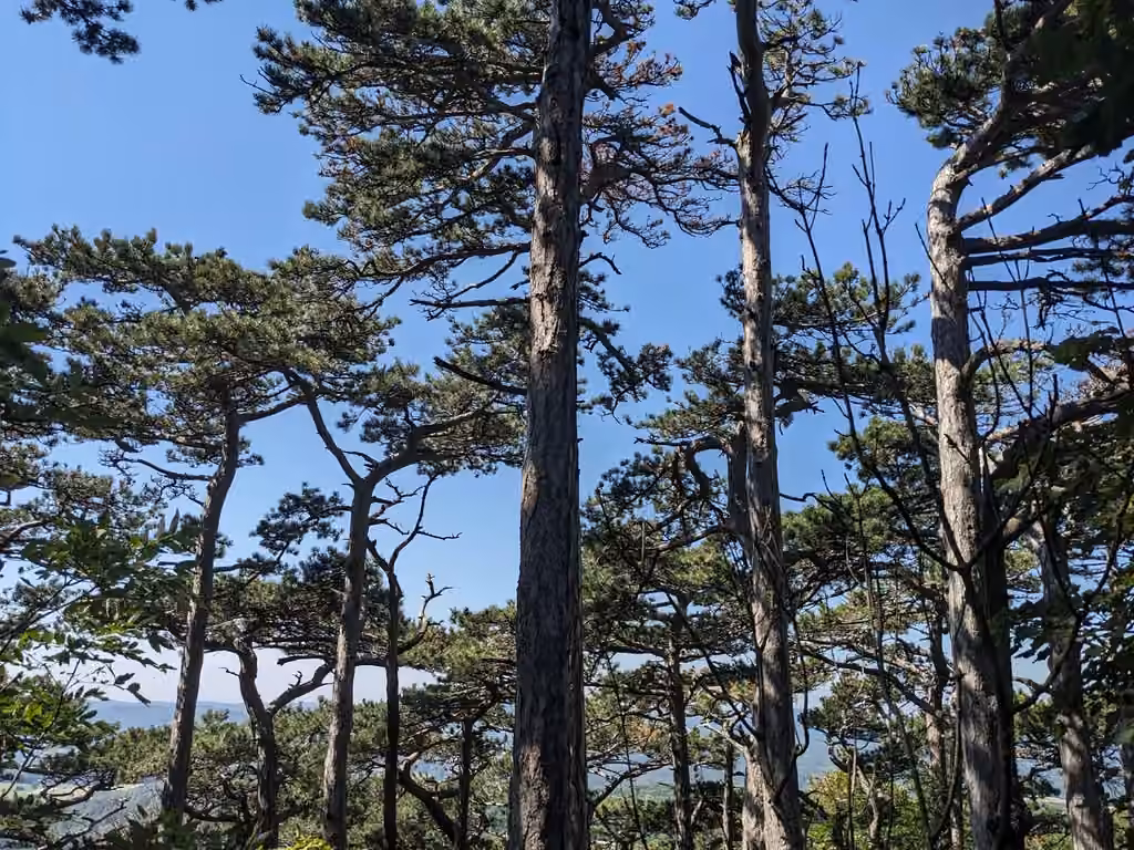 Austrian pine, photo 2 of 5