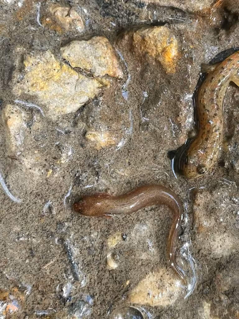 Salamandre pourpre, Larve