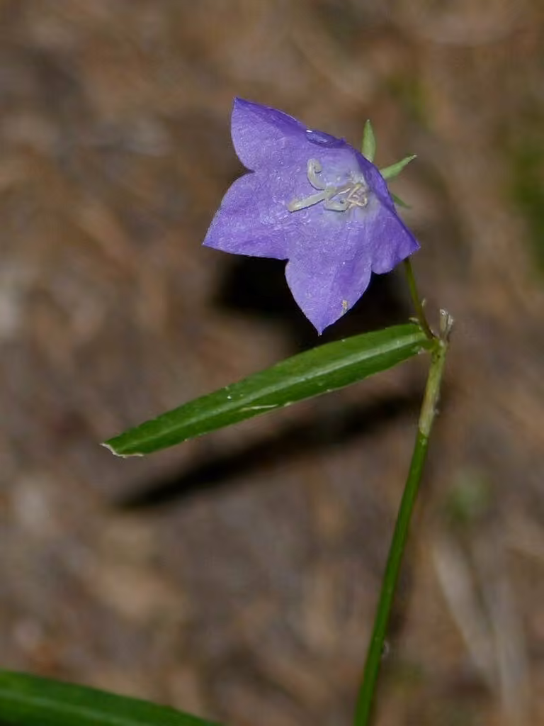 Campanule à feuilles de pêcher, En fleurs