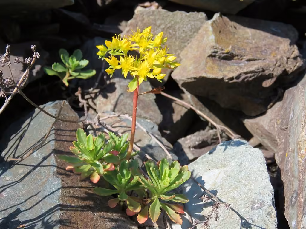 Hybrid Stonecrop
