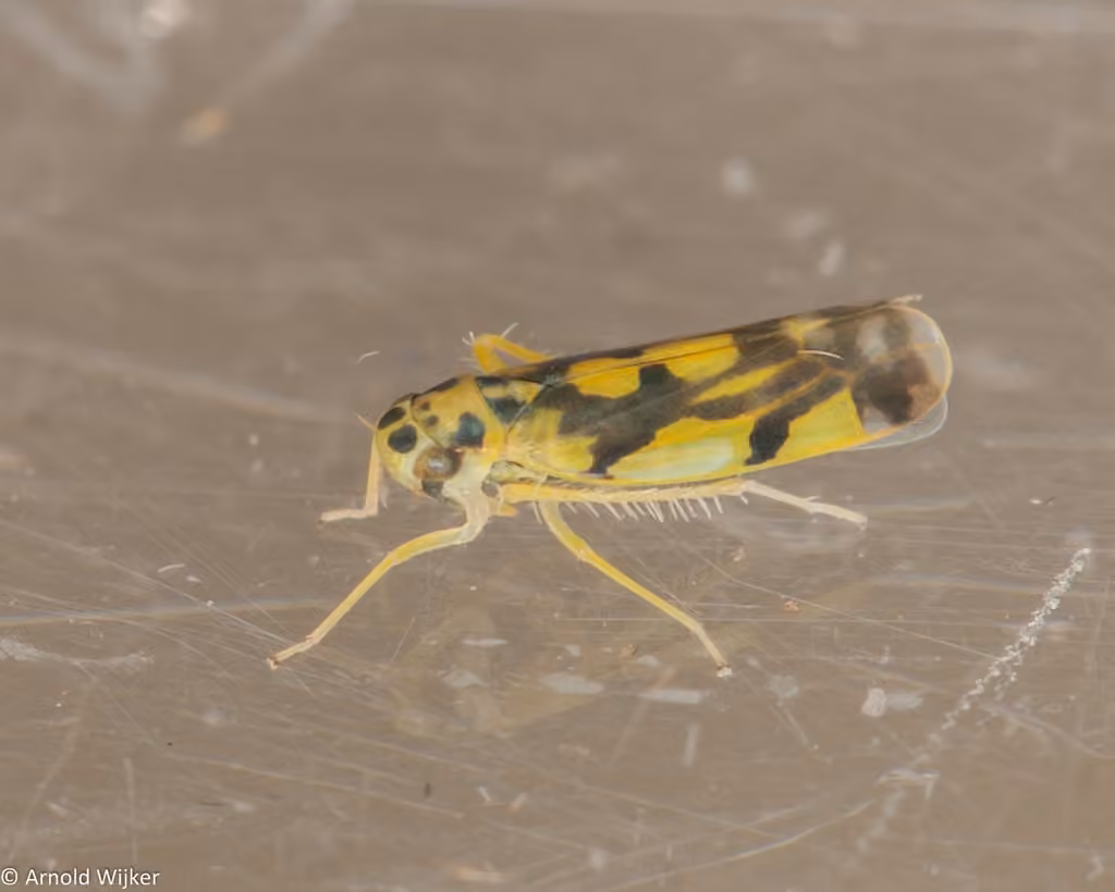Potato Leafhopper, photo 1 sur 5