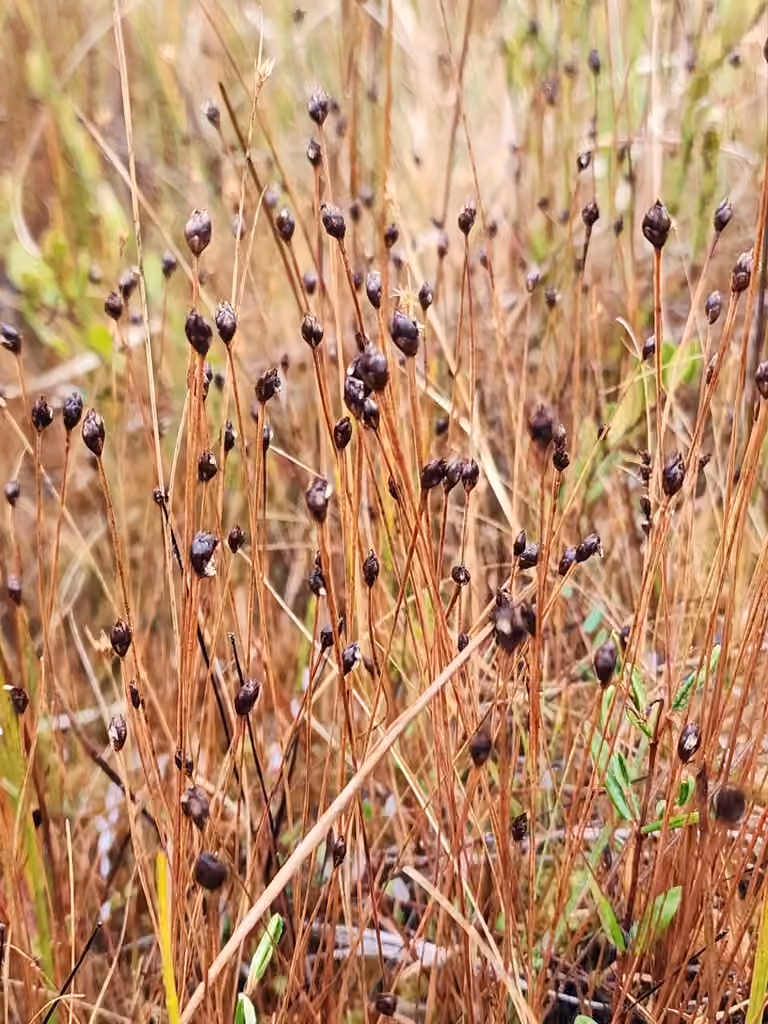 Xyris des montagnes, En fruits
