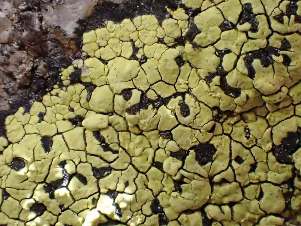 Rhizocarpe citronné, photo 2 sur 5