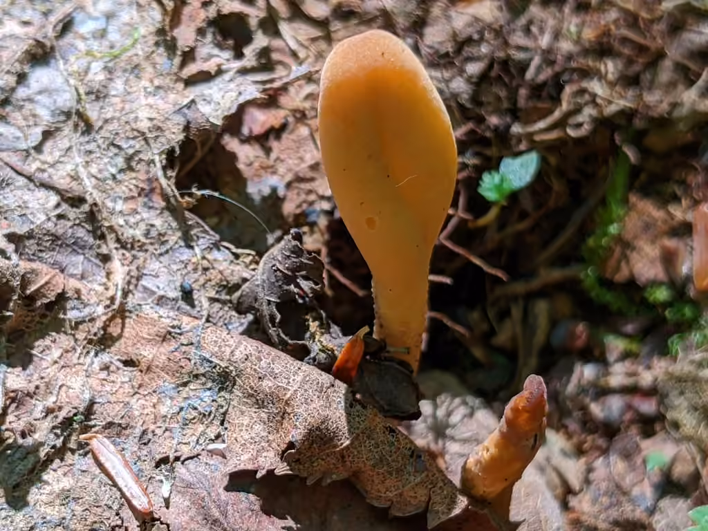 Microglossum fumosum, photo 3 sur 5
