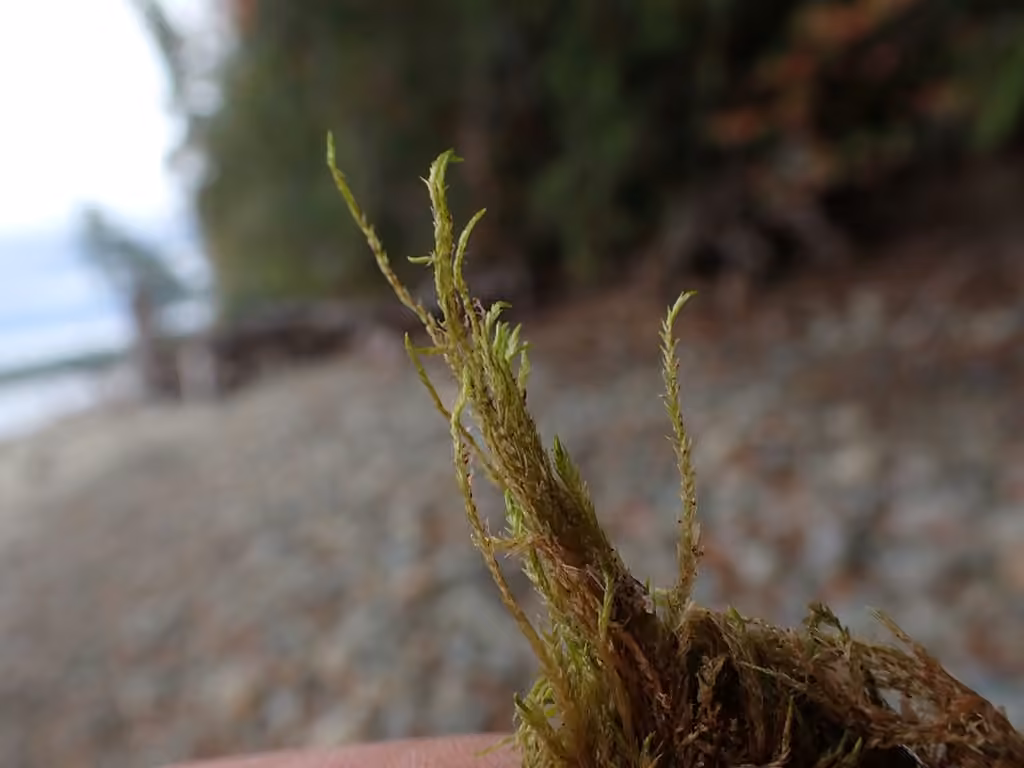 Claw Brook-moss, photo 3 of 5