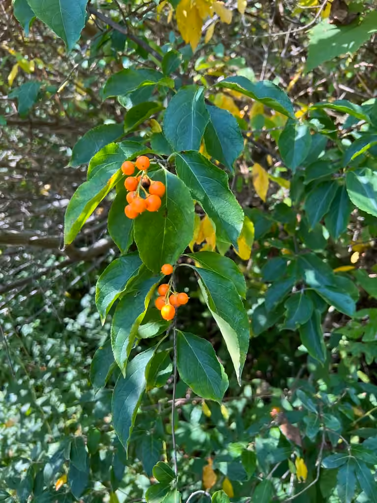 Bourreau-des-arbres, En fruits
