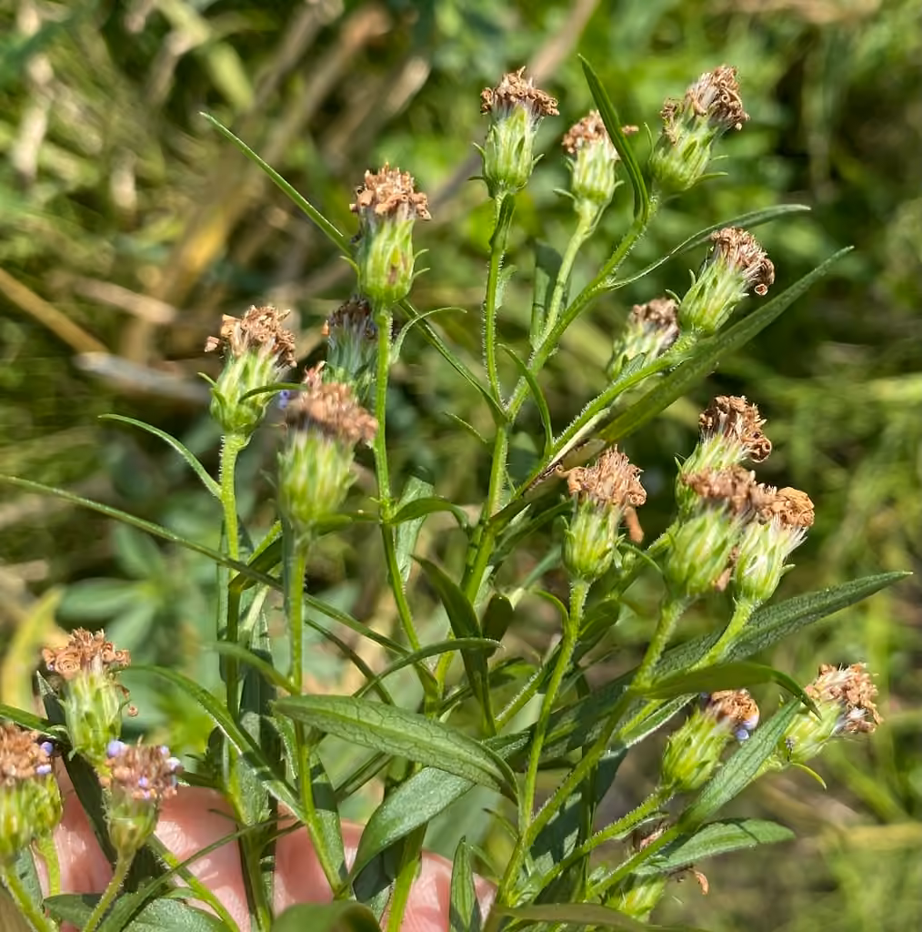 White panicle aster, In fruit