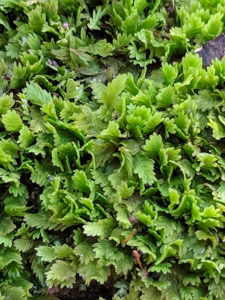 Obtuseleaf fissidens moss, photo 3 of 5