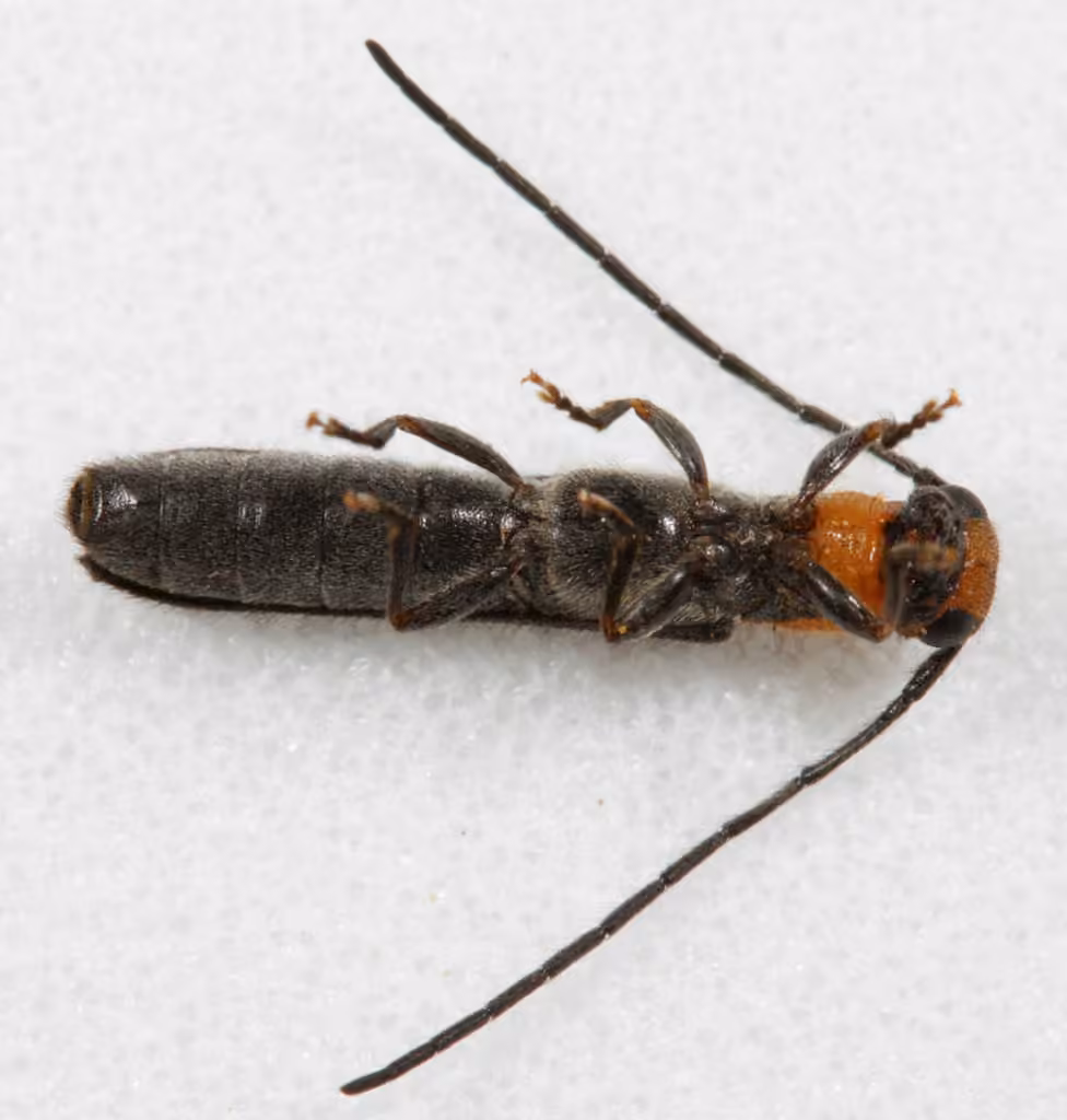Longicorne persillé, Adulte