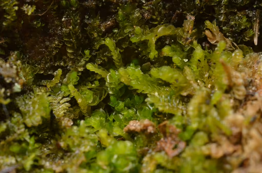 Earth-cup Flapwort, photo 2 of 5