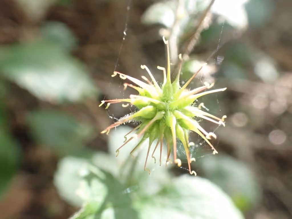 Herb bennet, In fruit