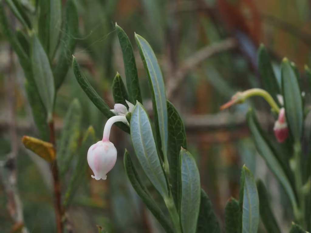 Bog rosemary, In fruit