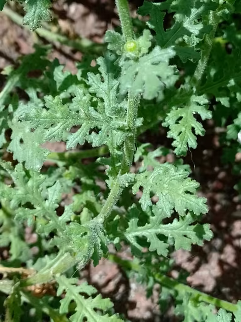 Séneçon visqueux, En fleurs
