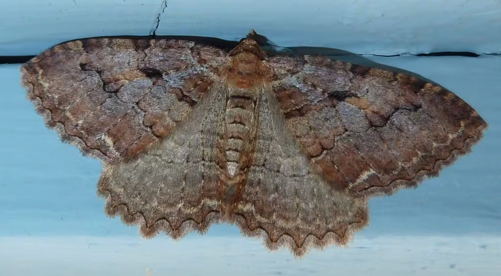 Tissue Moth, photo 2 sur 5