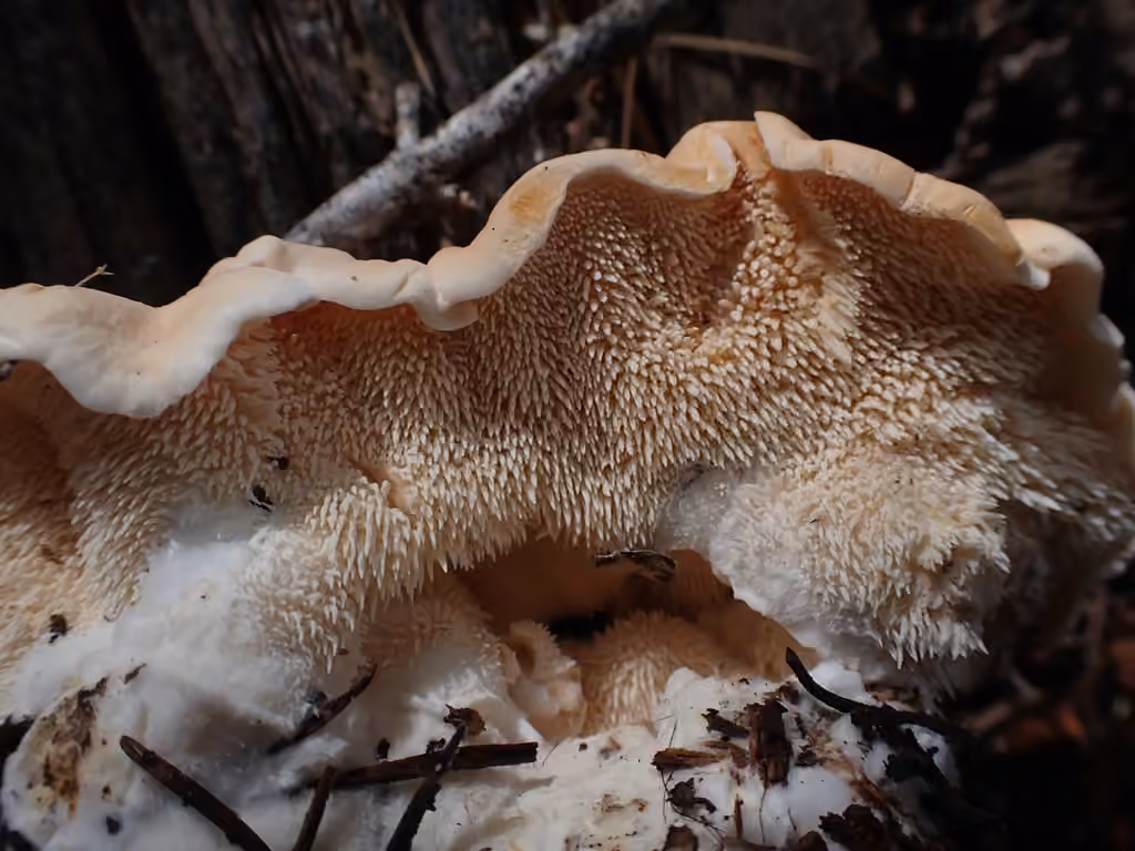 Hydnum washingtonianum, photo 3 of 5