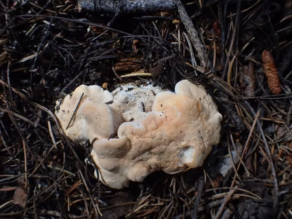 Hydnum washingtonianum, photo 2 of 5