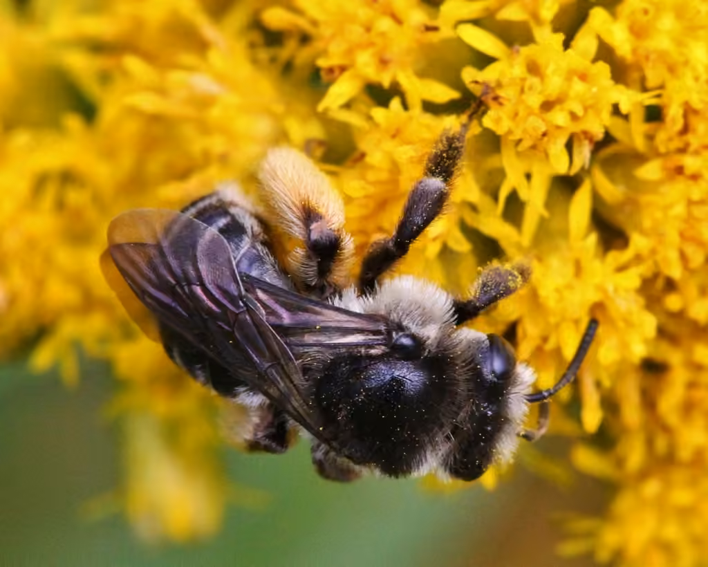 Valiant Long-horned Bee, Female